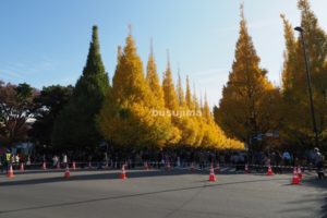 外苑の銀杏並木に行ってきたこと。