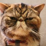 「売り場になければないでぇ~す」なブス女。